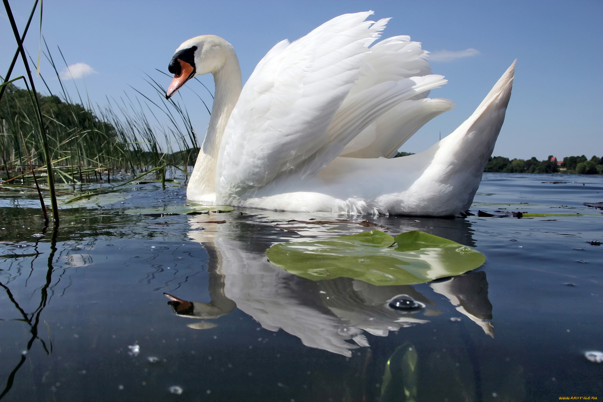 Лебедь. Белый лебедь шипун. Белый лебедь Астрахань. Белоснежный лебедь шипун. Лебеди (птицы).